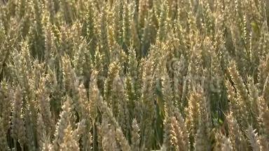 麦田。 一大堆麦子都结了。 草甸麦田成熟穗的背景。